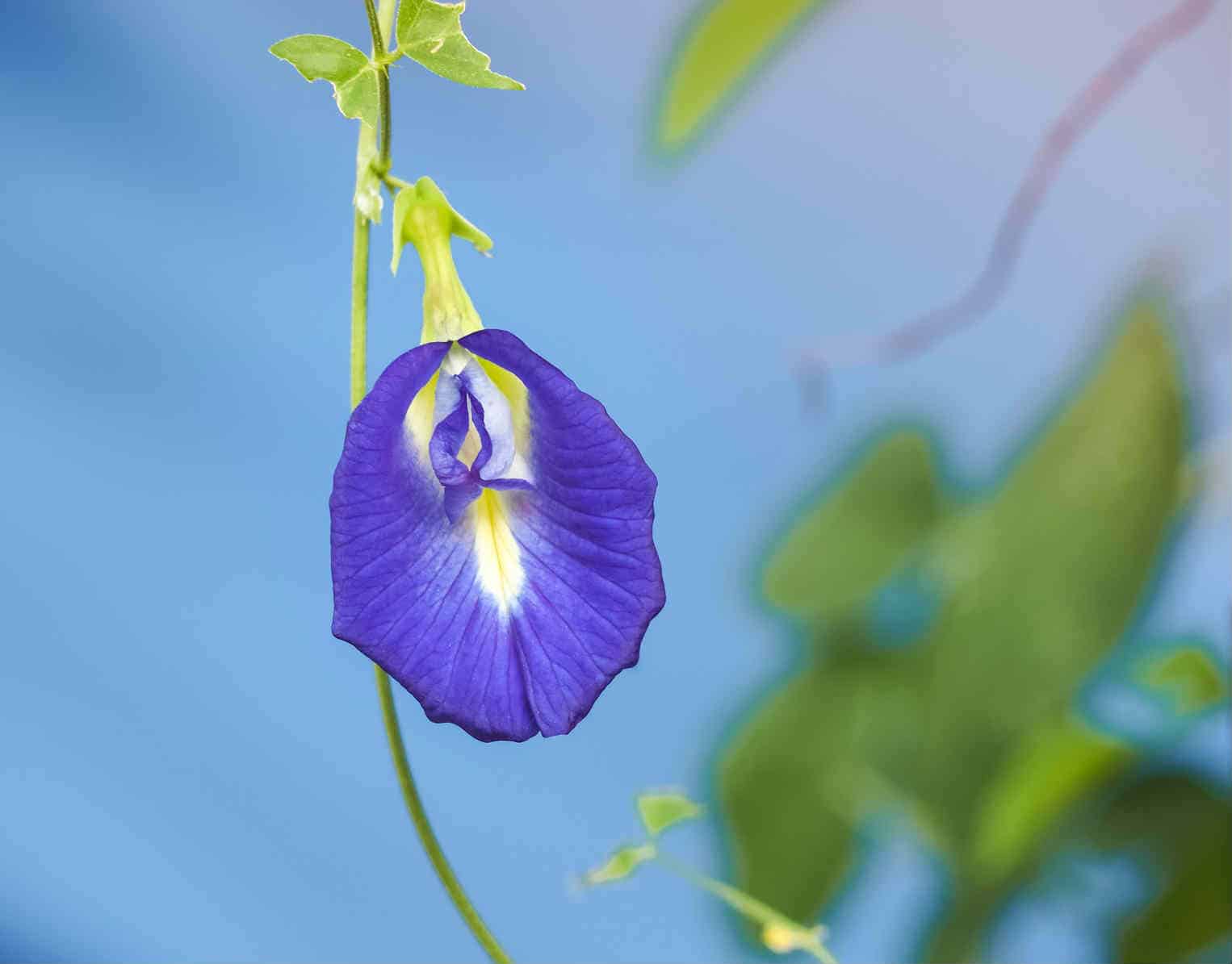 A fresh blue flower presents information about Controversial Labiaplasty Procedures Gaining Popularity in the US