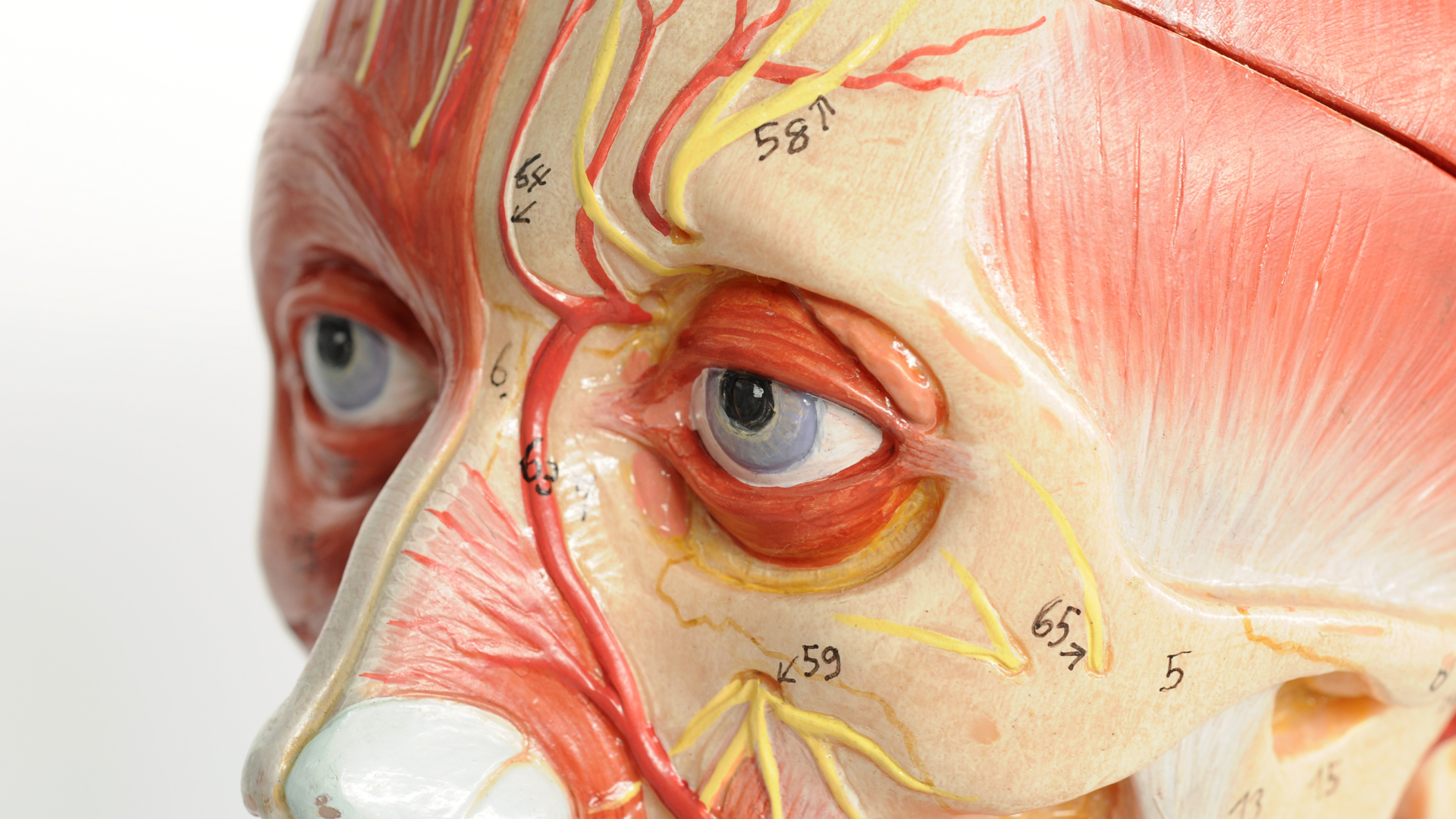 A facial anatomy of the upper facial part.